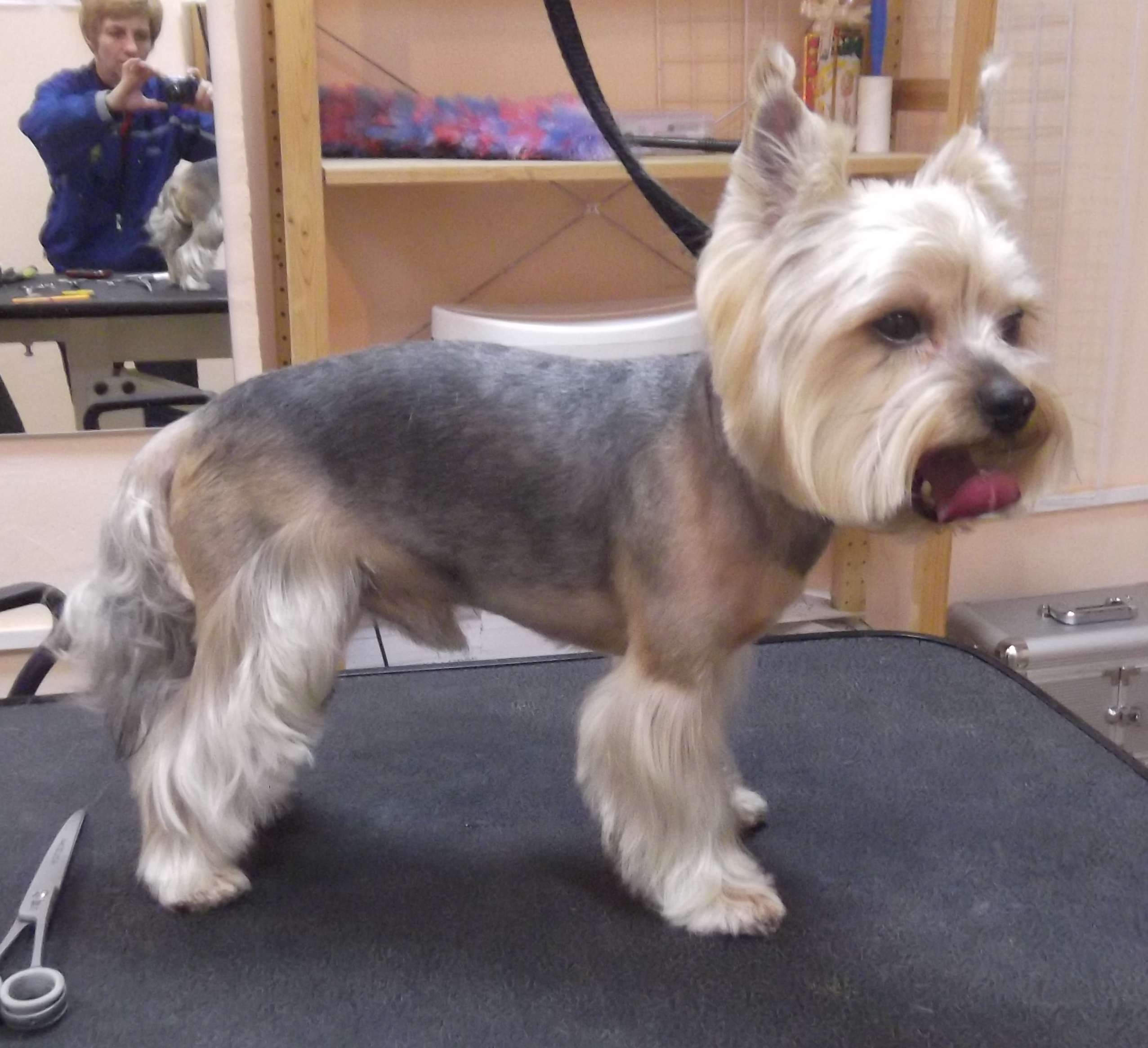 Подстричь йорка в домашних условиях машинкой